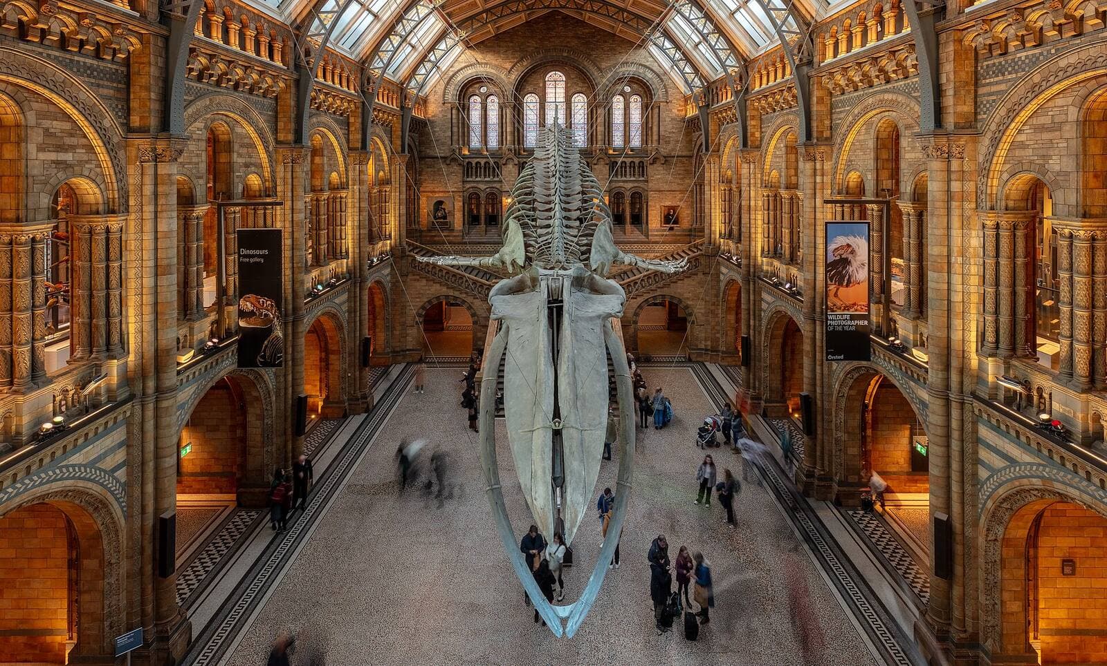 Hintze Hall at the Natural History Museum, with the blue whale skeleton hanging above the hall