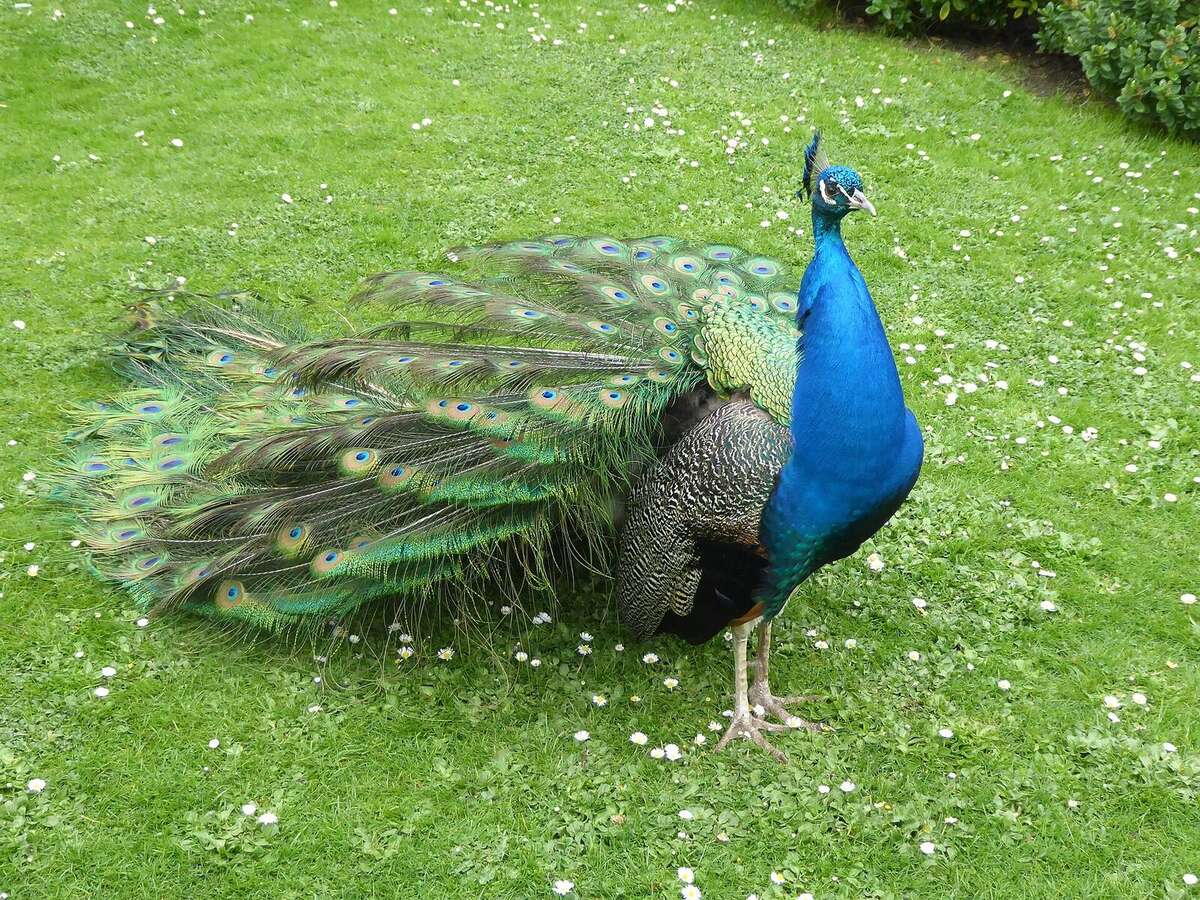 A peacock with its tail folded on the lawn of the Kyoto Garden in Holland Park